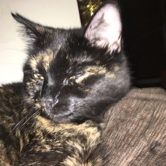 Meet your Posher, Nanci - Picture 4 of 7